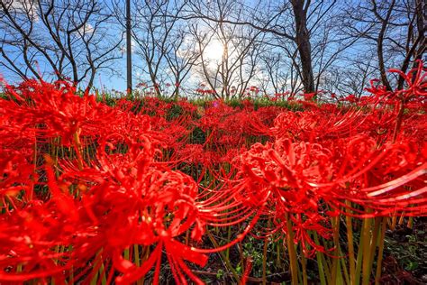 彼岸花開花